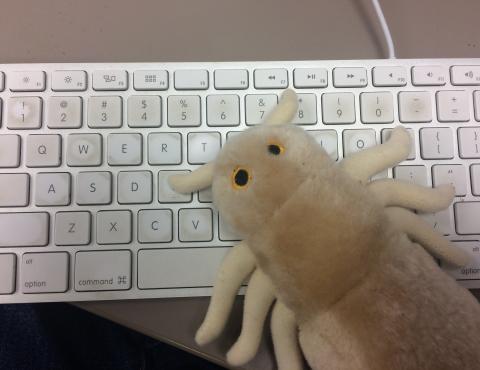 A stuffed bug