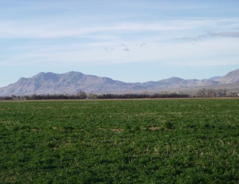 Field with mountains in the background