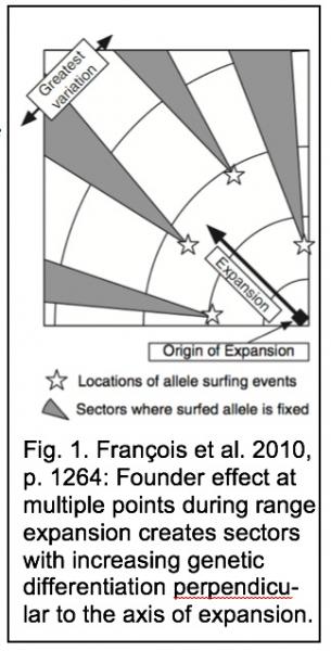  Founder effect at multiple points during range expansion creates sectors with increasing genetic differentiation perpendicu-lar to the axis of expansion.